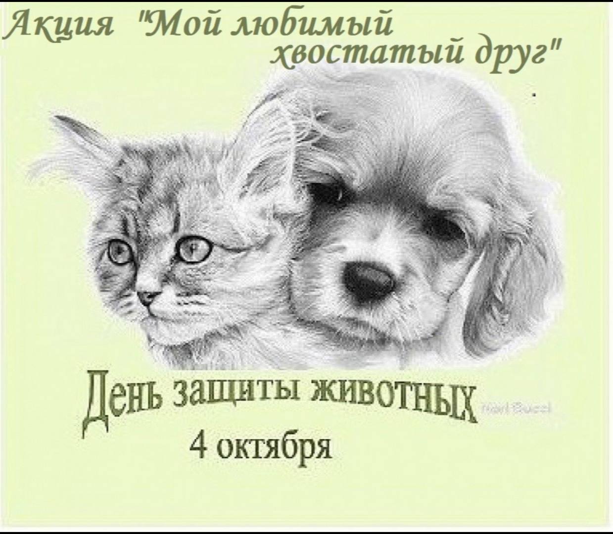 В преддверии Всемирного дня защиты животных учащиеся нашей школы присоединились к всероссийской акции «Мой любимый хвостатый друг»..